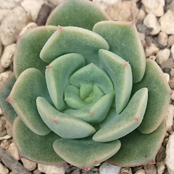 多肉植物 ニクサナ エケベリア属 カット小苗 多肉 寄せ植え 鉢植え 増やし方 苗 カット苗 送料無料 観葉植物 多肉 葉挿し インテリア 室内装飾 飾り 雑貨 インテリア 玄関 リビング 暮らし おしゃれ オシャレ 可愛い かわいい プレゼント ギフト 癒し