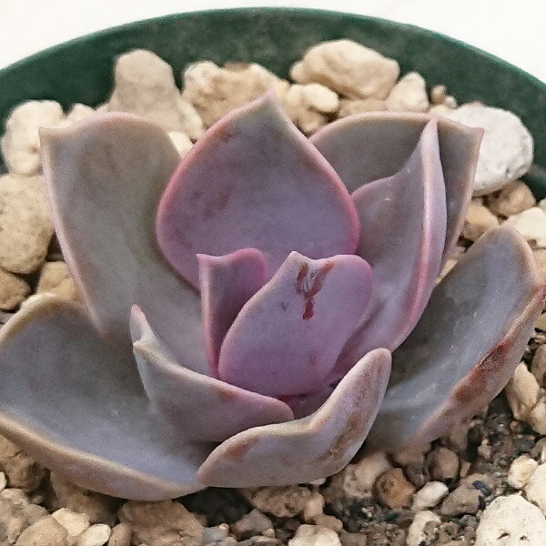 多肉植物 パールフォンニュルンベルグ エケベリア属 カット小苗 多肉 寄せ植え 鉢植え 増やし方 苗 カット苗 送料無料 観葉植物 多肉 葉挿し インテリア 室内装飾 飾り 雑貨 インテリア 玄関 リビング 暮らし おしゃれ オシャレ 可愛い かわいい プレゼント ギフト 癒し