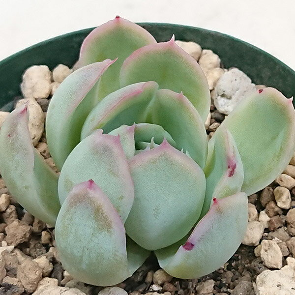 【送料無料】花うらら 多肉植物 エケベリア属カット小苗 7.5cmポットで撮影のサムネイル