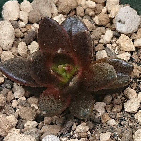 多肉植物 エケベリア属 黒助 くろすけカット極小苗 7.5cmポットで撮影のサムネイル