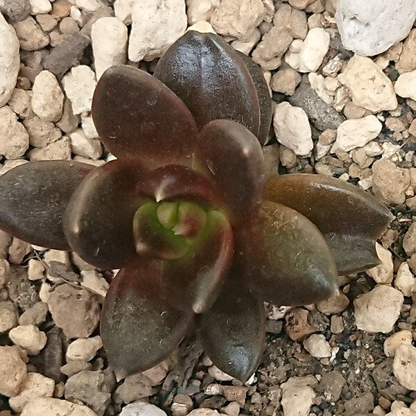多肉植物 黒助 くろすけ エケベリア属 カット小苗 多肉 寄せ植え 鉢植え 増やし方 苗 カット苗 送料無料 観葉植物 多肉 葉挿し インテリア 室内装飾 飾り 雑貨 インテリア 玄関 リビング 暮らし おしゃれ オシャレ 可愛い かわいい プレゼント ギフト 癒し