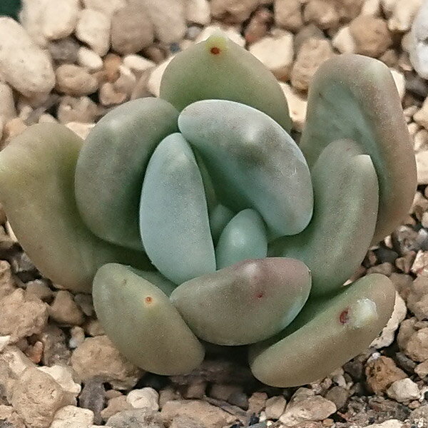 多肉植物 エケベリア属 アズールブルーカット小苗 7.5cmポットで撮影のサムネイル