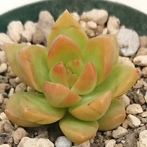 多肉植物 セダム属 黄麗 オウレイ 月の王子カット小苗 7.5cmポットで撮影のサムネイル