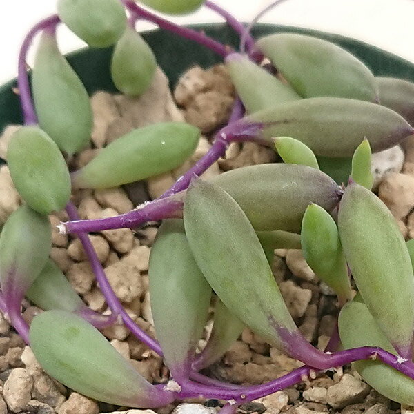 多肉植物 オトンナ属 ルビーネックレス 紫月カット極小苗 7.5cmポットで撮影のサムネイル