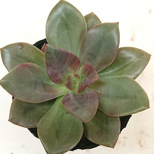 多肉植物 クロマ エケベリア属 カット小苗 多肉 寄せ植え 鉢植え 増やし方 苗 カット苗 送料無料 観葉植物 多肉 葉挿し インテリア 室内装飾 飾り 雑貨 インテリア 玄関 リビング 暮らし おしゃれ オシャレ 可愛い かわいい プレゼント ギフト 癒し