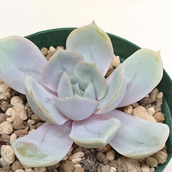 多肉植物 エケベリア属 ブルーサプライズ カット極小苗 7.5cmポットで撮影