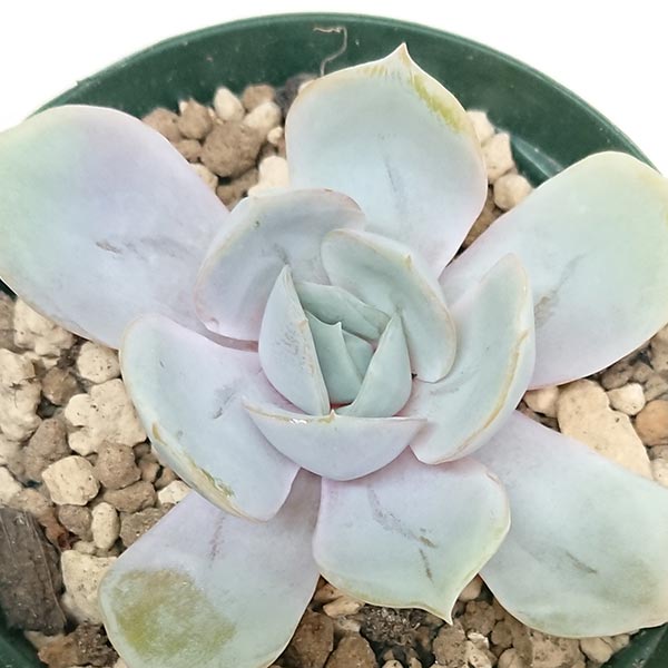 多肉植物 エケベリア属 ブルーサプライズ カット極小苗 7.5cmポットで撮影