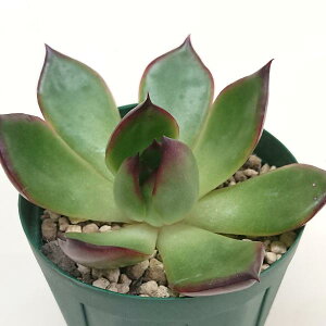 多肉植物 アガボイデスルメール エケベリア属 カット小苗 多肉 寄せ植え 鉢植え 増やし方 苗 カット苗 送料無料 観葉植物 多肉 葉挿し インテリア 室内装飾 飾り 雑貨 インテリア 玄関 リビング 暮らし おしゃれ オシャレ 可愛い かわいい プレゼント ギフト 癒し