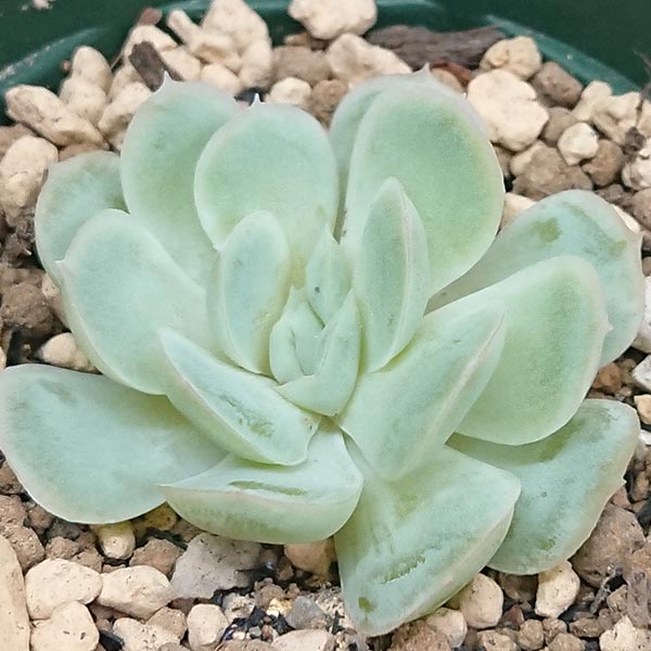多肉植物 エケベリア属 メキシコローズカット小苗 7.5cmポットで撮影のサムネイル
