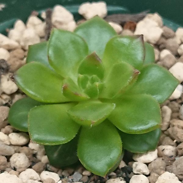 多肉植物 セデベリア属 レディジア 万華鏡カット極小苗 7.5cmポットで撮影のサムネイル
