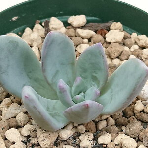 多肉植物 霜の朝 シモノアシタ エケベリア属 カット小苗 多肉 寄せ植え 鉢植え 増やし方 苗 カット苗 送料無料 観葉植物 多肉 葉挿し インテリア 室内装飾 飾り 雑貨 インテリア 玄関 リビング 暮らし おしゃれ オシャレ 可愛い かわいい プレゼント ギフト 癒し