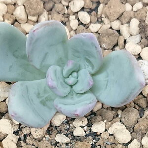 多肉植物 霜の朝 シモノアシタ エケベリア属 カット小苗 多肉 寄せ植え 鉢植え 増やし方 苗 カット苗 送料無料 観葉植物 多肉 葉挿し インテリア 室内装飾 飾り 雑貨 インテリア 玄関 リビング 暮らし おしゃれ オシャレ 可愛い かわいい プレゼント ギフト 癒し