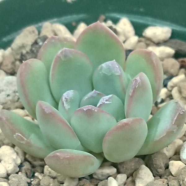 多肉植物 エケベリア属 モーニングデューカット小苗 7.5cmポットで撮影のサムネイル