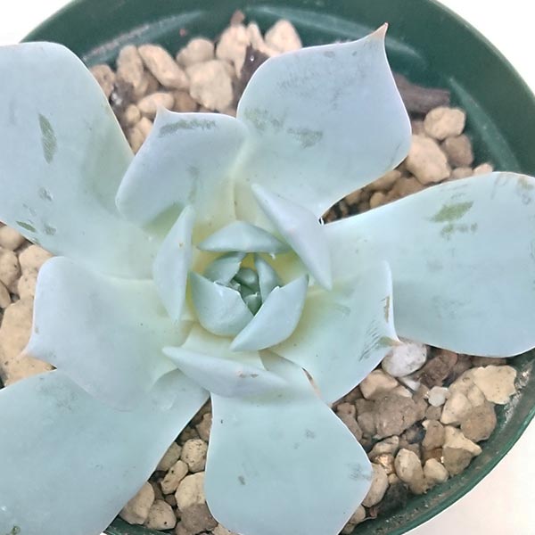 多肉植物 ブルーバード エケベリア属 カット小苗 多肉 寄せ植え 鉢植え 増やし方 苗 カット苗 送料無料 観葉植物 多肉 葉挿し インテリア 室内装飾 飾り 雑貨 インテリア 玄関 リビング 暮らし おしゃれ オシャレ 可愛い かわいい プレゼント ギフト 癒し