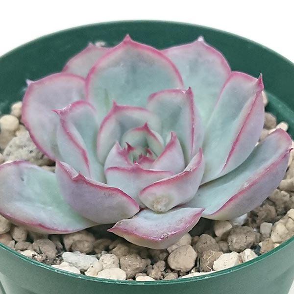 多肉植物 エケベリア属 オリオンカット小苗 7.5cmポットで撮影のサムネイル