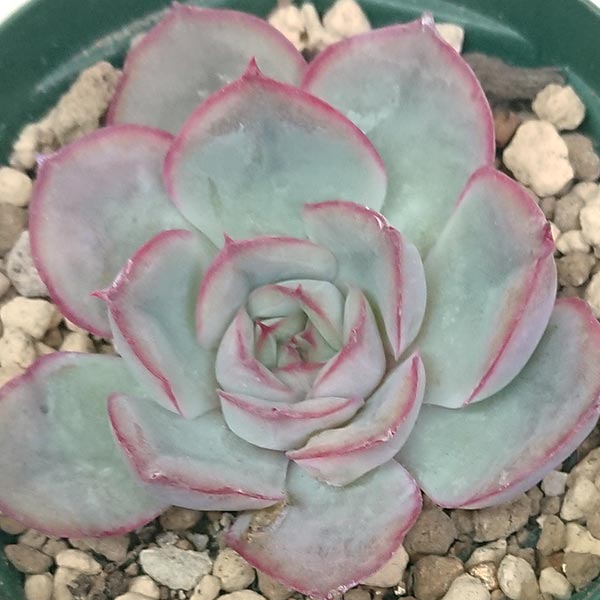 多肉植物 オリオン エケベリア属 カット小苗 多肉植物 多肉 寄せ植え 鉢植え 増やし方 苗 カット苗 送料無料 観葉植物 多肉 葉挿し インテリア 室内装飾 飾り 雑貨 インテリア 玄関 リビング 暮らし おしゃれ オシャレ 可愛い かわいい プレゼント ギフト 癒し