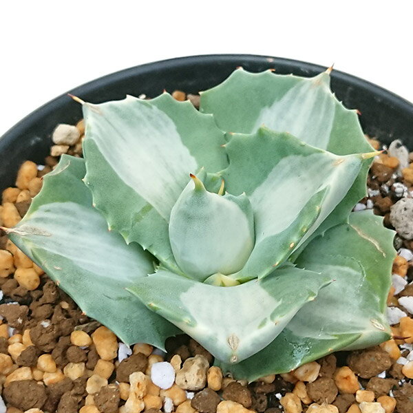 【現品発送】アガベ 王妃雷神錦 オウヒライジンニシキポタトルム リュウゼツラン科4号（鉢直径12cm）プラ鉢のサムネイル