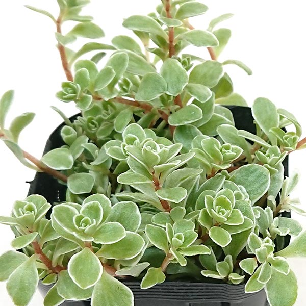 多肉植物 セダム属 斑入り丸葉万年草 7.5cm硬質プラポットで発送 fuirimaruba2168のサムネイル