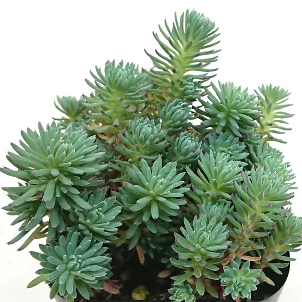 多肉植物 セダム属 フォステリアナム シルバーストーン 7.5cm硬質プラポットで発送 fosuteria2171のサムネイル