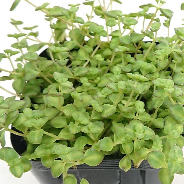 多肉植物 セダム属 リトルフロッジー 7.5cm硬質プラポットで発送 ritorufuro2177のサムネイル