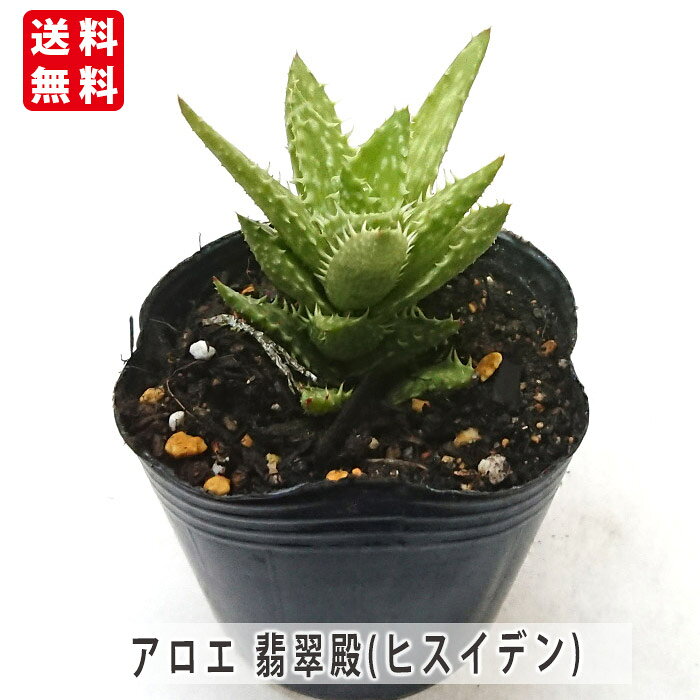 Rakuten - アロエ 翡翠殿 ひすいでん 多肉植物 寄せ植え 鉢植え 観葉植物 多肉 葉挿し インテリア 室内装飾 飾り
