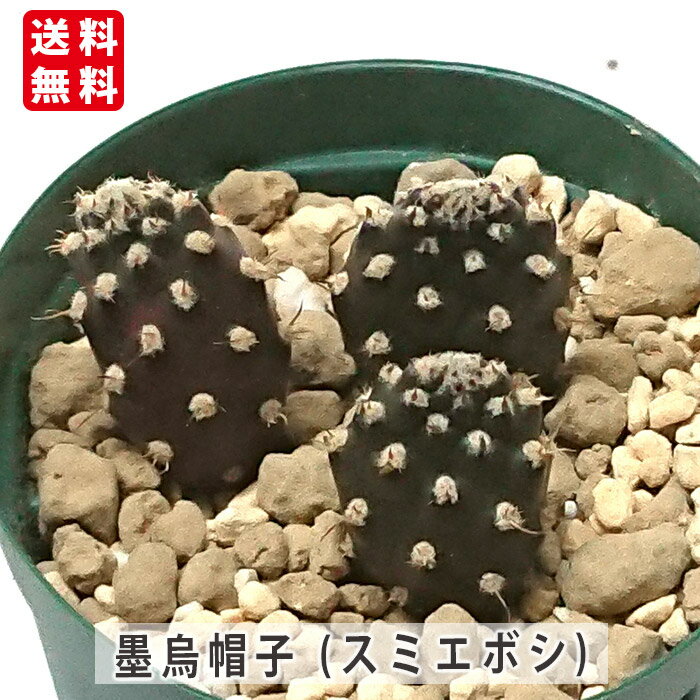 Rakuten - サボテン 墨烏帽子 スミエボシ バンザイサボテン カット小苗 多肉 寄せ植え 鉢植え 増やし方 苗 カット観葉植物 多肉 葉挿し 室内装飾 飾り 雑貨 インテリア 玄関 リビング 暮らし おしゃれ オシャレ 可愛い かわいい プレゼント ギフト 癒し