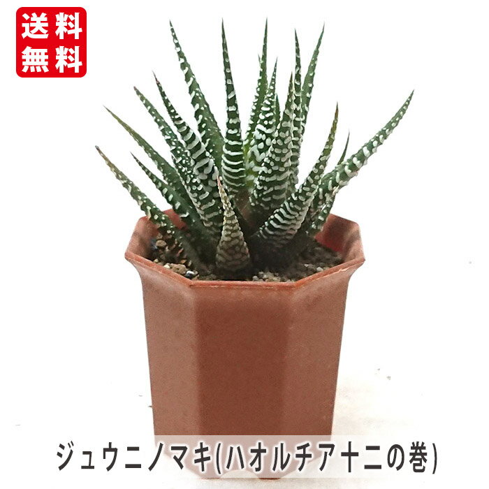 楽天市場】ハオルチア セットの通販