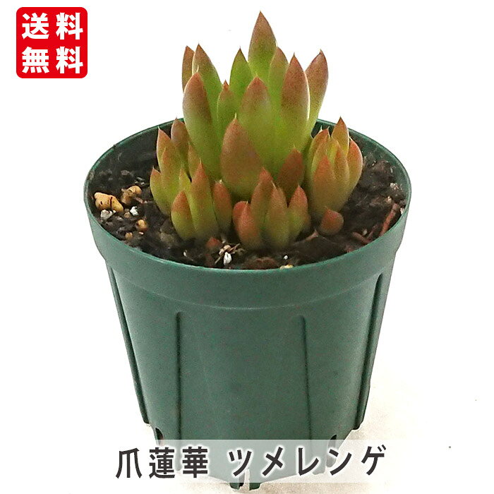 楽天市場】多肉 爪蓮華の通販