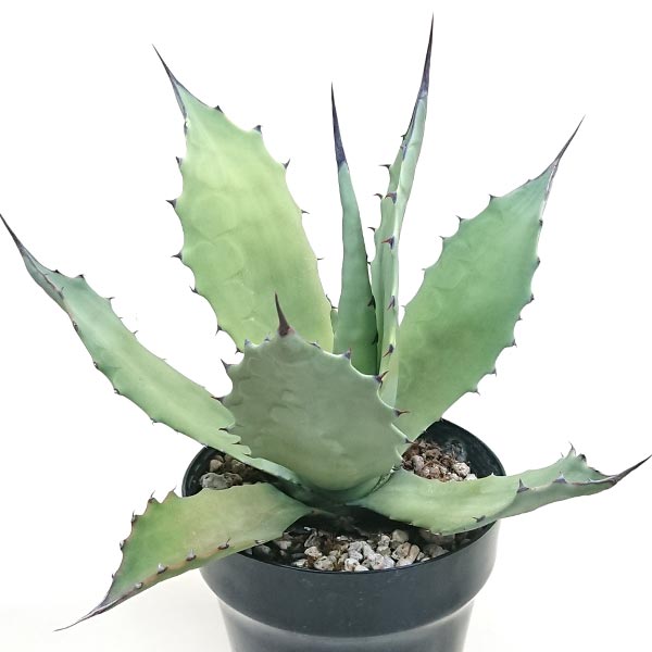 現品発送 アガベ シュリベイ マグナ リュウゼツラン科 耐寒性 -5～-12℃ 5号 鉢直径15cm プラ鉢 NO2450のサムネイル