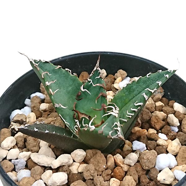 現品発送 アガベ チタノタ シーザー 凱撒 リュウゼツラン科 鉢直径約8cm プラ鉢 NO2518