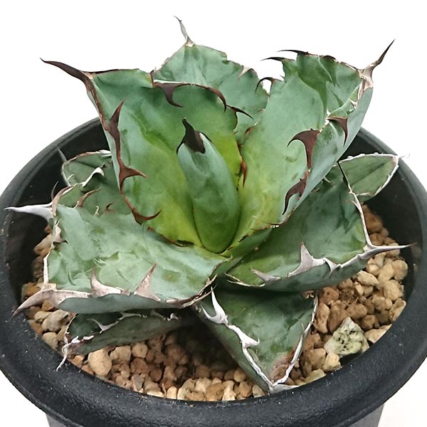 現品発送 アガベ チタノタ ブラックアンドブルー リュウゼツラン科 鉢直径約12cm 鉢高さ約11cm プラ鉢 NO3005