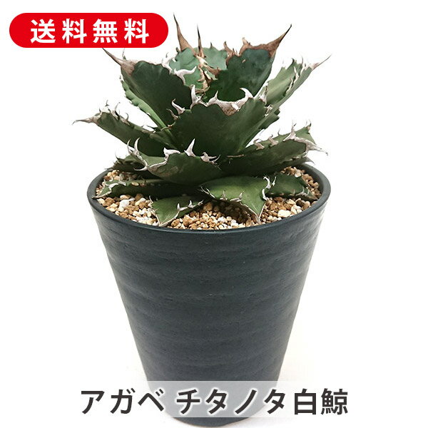 楽天市場】アガベ チタノタ(サイズ(植木鉢)4 ~ 6号)(観葉 楽天市場】アガベ チタノタ(サイズ(植木鉢)4 ~ 6号)(観葉