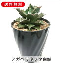 【現品発送】 アガベ チタノタ 白鯨 リュウゼツラン科 希少 7号 鉢直径20cm ドライガーデン ロックガーデン ガーデニング 園芸 寄せ植え 鉢植え アガベ...
