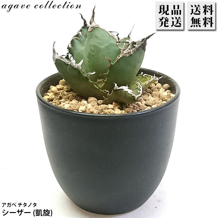アガベ チタノタ シーザー 凱撒 3号 プラ鉢 Agave 多肉植物 観葉植物 希少 ロックガーデン ドライガー..