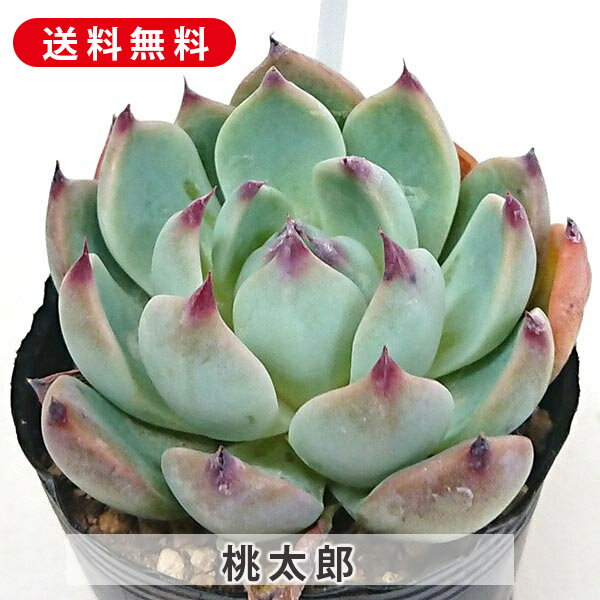 多肉植物 桃太郎 ももたろう エケベリア属 カット小苗 多肉 寄せ植え 鉢植え 増やし方 セット 苗 カット苗 送料無料 観葉植物 多肉 葉挿し インテリア 室内装飾 飾り 雑貨 インテリア 玄関 リビング 暮らし おしゃれ オシャレ 可愛いかわいい プレゼント ギフト 癒しのサムネイル