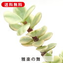 多肉植物 雅楽の舞 ががくのまい ポーチュラカリア属 カット小苗 多肉 寄せ植え 鉢植え 増やし方 苗 カット苗 送料無料 観葉植物 多肉 葉挿し インテリア ...