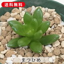 多肉植物 松姫 まつひめ セダム属 カット小苗 多肉 寄せ植え 鉢植え 増やし方 苗 カット苗 送料無料 観葉植物 多肉 葉挿し インテリア 室内装飾 飾り 雑...