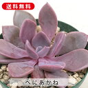 多肉植物 紅茜 べにあかね エケベリア属 カット小苗 多肉 寄せ植え 鉢植え 増やし方 苗 カット苗 送料無料 観葉植物 多肉 葉挿し インテリア 室内装飾 飾...