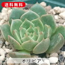 多肉植物 オリビア エケベリア属 カット小苗 多肉植物 多肉 寄せ植え 鉢植え 増やし方 苗 カット苗 送料無料 観葉植物 多肉 葉挿し インテリア 室内装飾 ...