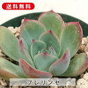 多肉植物 プレリンゼ エケベリア属 カット小苗 多肉 寄せ植え 鉢植え 増やし方 苗 カット苗 送料無料 観葉植物 多肉 葉挿し インテリア 室内装飾 飾り 雑...