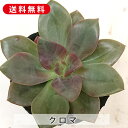 多肉植物 クロマ エケベリア属 カット小苗 多肉 寄せ植え 鉢植え 増やし方 苗 カット苗 送料無料 観葉植物 多肉 葉挿し インテリア 室内装飾 飾り 雑貨 ...