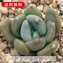 多肉植物 アズールブルー エケベリア属 カット小苗 多肉 寄せ植え 鉢植え 増やし方 苗 カット苗 送料無料 観葉植物 多肉 葉挿し インテリア 室内装飾 飾り...