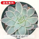 多肉植物 ボイル エケベリア属 カット小苗 多肉 寄せ植え 鉢植え 増やし方 苗 カット苗 送料無料 観葉植物 多肉 葉挿し インテリア 室内装飾 飾り 雑貨 ...