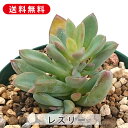 多肉植物 レズリー エケベリア属 カット小苗 多肉 寄せ植え 鉢植え 増やし方 苗 カット苗 送料無料 観葉植物 多肉 葉挿し インテリア 室内装飾 飾り 雑貨...