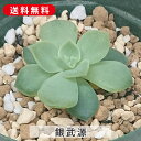 多肉植物 銀武源 ぎんぶげん エケベリア属 カット小苗 多肉 寄せ植え 鉢植え 増やし方 苗 カット苗 送料無料 観葉植物 多肉 葉挿し インテリア 室内装飾 ...