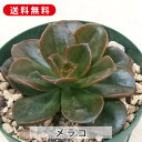 多肉植物 メラコ エケベリア属 カット小苗 多肉 寄せ植え 鉢植え 増やし方 苗 カット苗 送料無料 観葉植物 多肉 葉挿し インテリア 室内装飾 飾り 雑貨 ...
