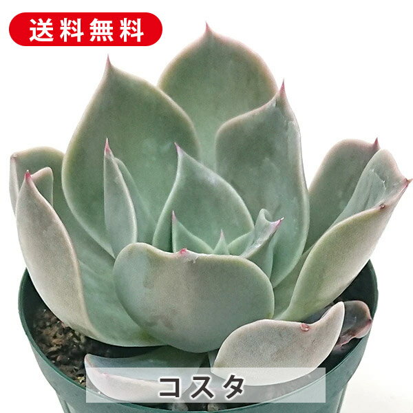 多肉植物 コスタ エケベリア属 カット小苗 多肉 寄せ植え 鉢植え 増やし方 苗 カッ...