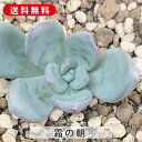 多肉植物 霜の朝 シモノアシタ エケベリア属 カット小苗 多肉 寄せ植え 鉢植え 増やし方 苗 カット苗 送料無料 観葉植物 多肉 葉挿し インテリア 室内装飾...