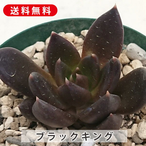 楽天市場】多肉植物 ブラックプリンスの通販 楽天市場】多肉植物 ブラックプリンスの通販