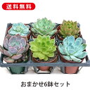多肉植物 6鉢セット 2.5号-3号6鉢セット 種類はおまかせ 多肉 寄せ植え 鉢植え 増やし方 苗 カット苗 送料無料 観葉植物 多肉 葉挿し インテリア 室...